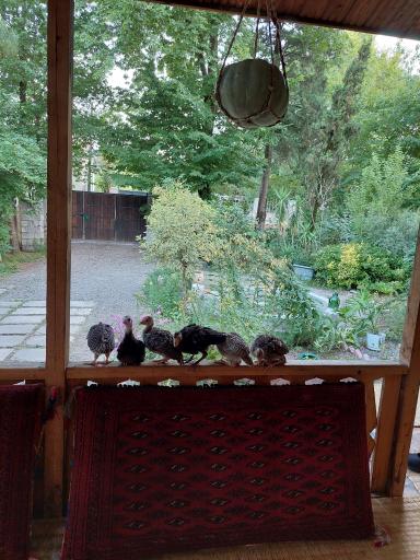 عکس اقامتگاه داربن