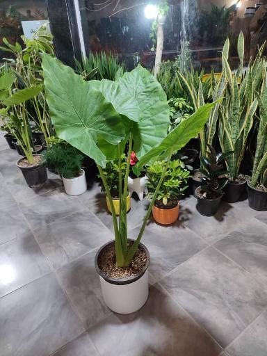 عکس گلکده رز