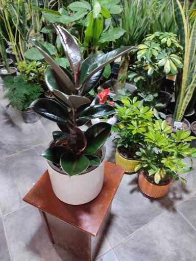 عکس گلکده رز