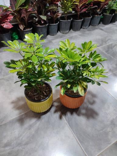 عکس گلکده رز