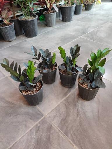 عکس گلکده رز