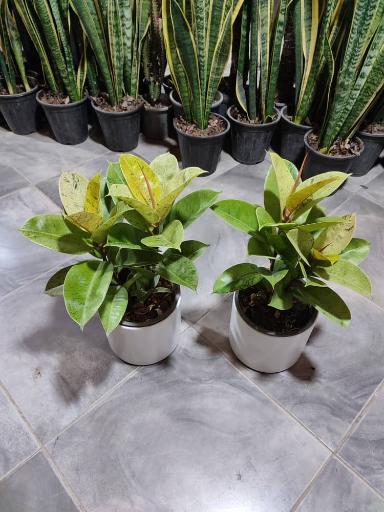 عکس گلکده رز