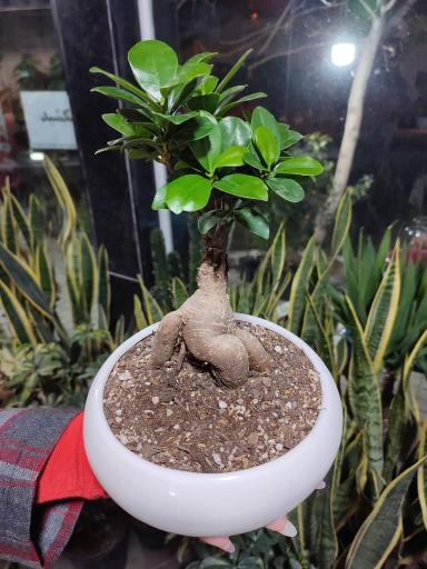 عکس گلکده رز