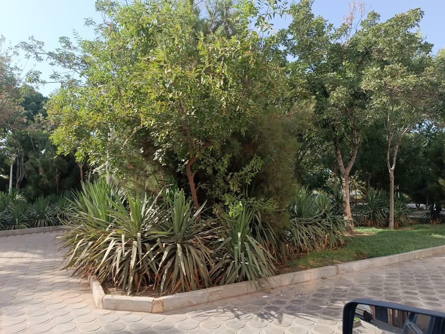 عکس بوستان ساحل