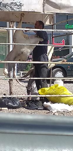 عکس سوپرگوشت شتر مرغ