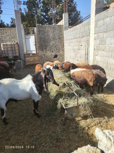 عکس دامداری شاه سنایی 