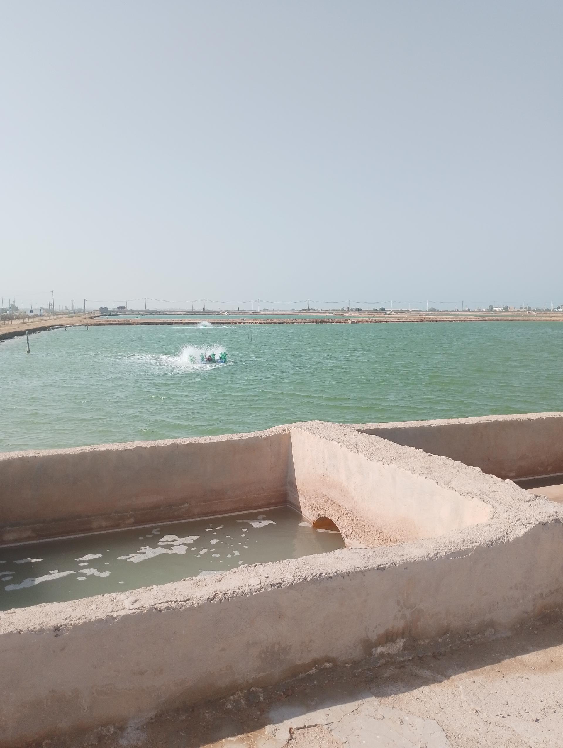 عکس تل بردی