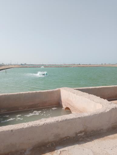 عکس تل بردی