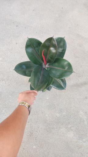 عکس گلفروشی تورج بنسای