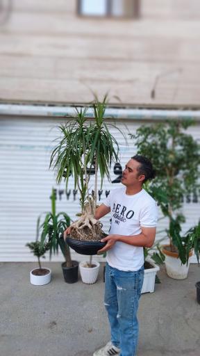 عکس گلفروشی تورج بنسای