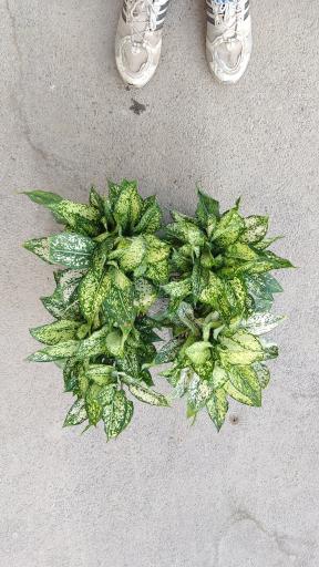 گلفروشی تورج بنسای