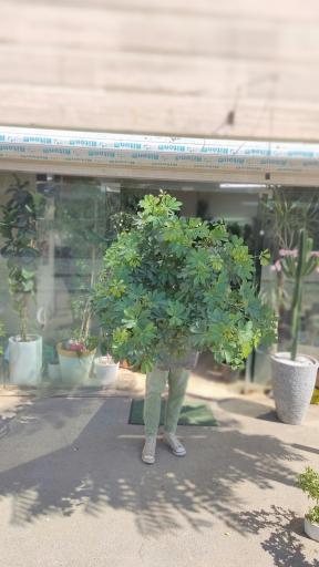 عکس گلفروشی تورج بنسای