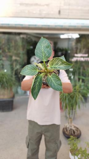 گلفروشی تورج بنسای