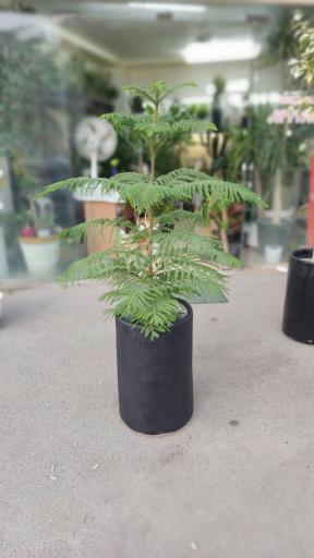 عکس گلفروشی تورج بنسای