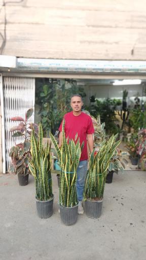 گلفروشی تورج بنسای