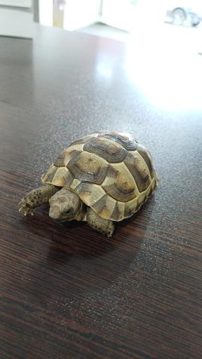 کلینیک دامپزشکی دکتر عباسی