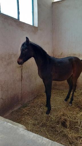 کلینیک دامپزشکی دکتر عباسی