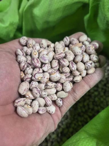 عکس فروشگاه مواد غذایی رفیعی
