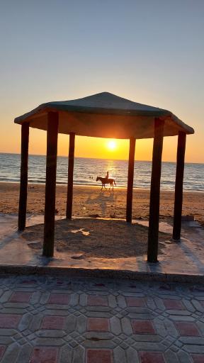 عکس پلاژ ساحلی تیس