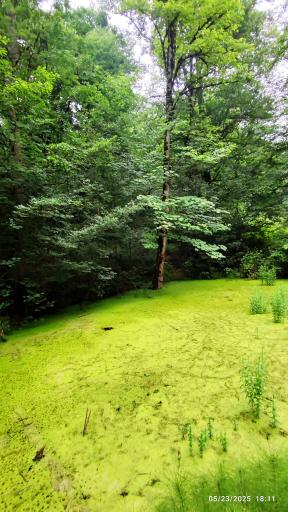 عکس پارک جنگلی میرزا کوچک خان