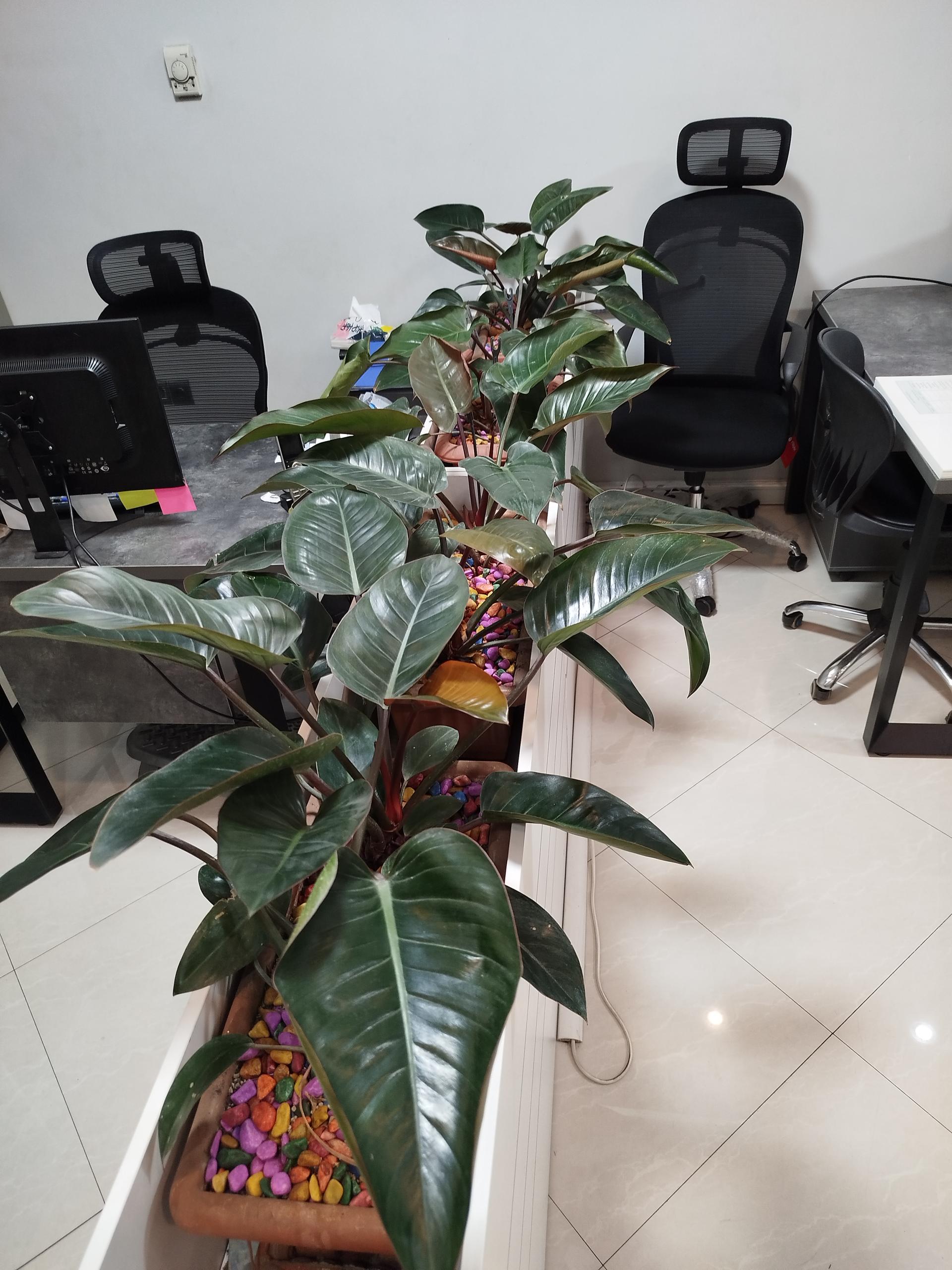 عکس شرکت بارمان ایکاد