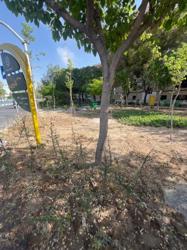 عکس بوستان نارون