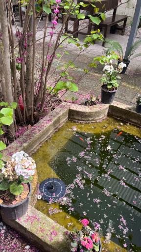 عکس تی خانه