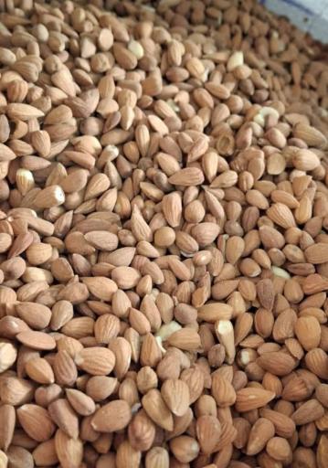 خشکبار سی سی