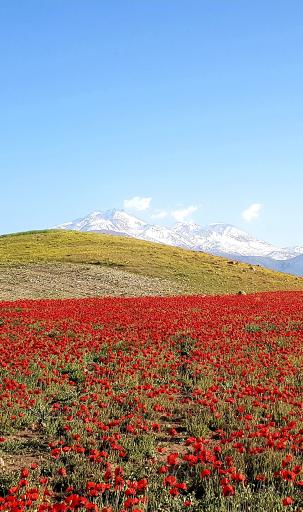 عکس کوربلاغ