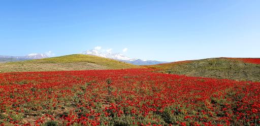 عکس کوربلاغ