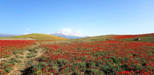 عکس کوربلاغ
