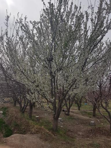 عکس کوربلاغ
