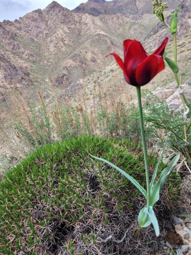 عکس خلیل آباد