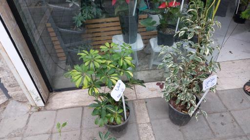 عکس گل‌فروشی سرسبزشاپ