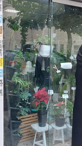 عکس گل‌فروشی سرسبزشاپ