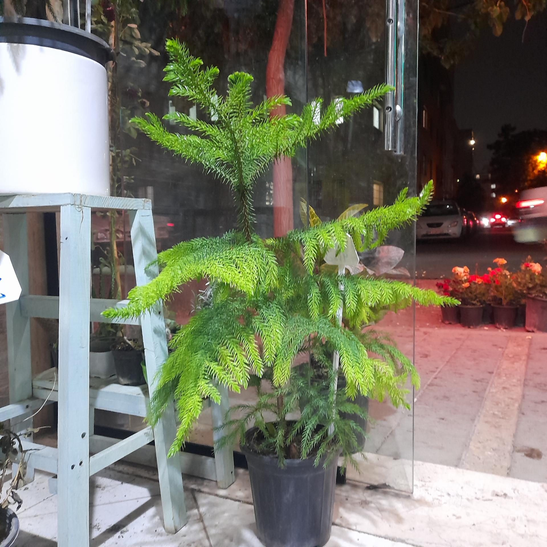 عکس گل‌فروشی سرسبزشاپ