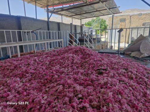 عکس گلاب و عرقیات دهلیز