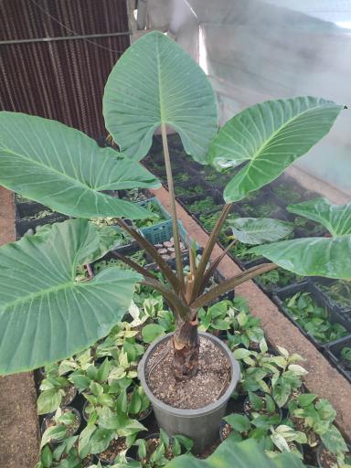 عکس گلخانه راد(گل برف)