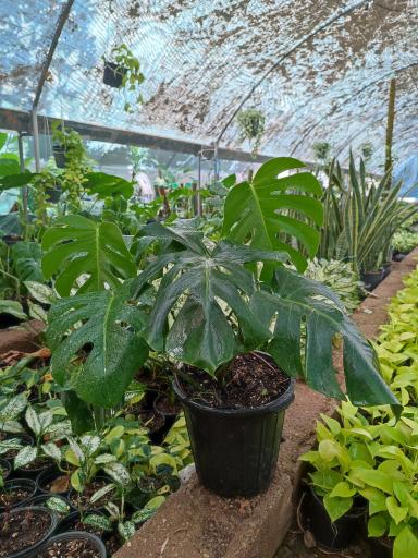 عکس گلخانه راد(گل برف)