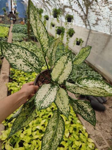 عکس گلخانه راد(گل برف)