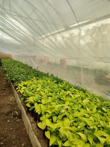 عکس گلخانه راد(گل برف)