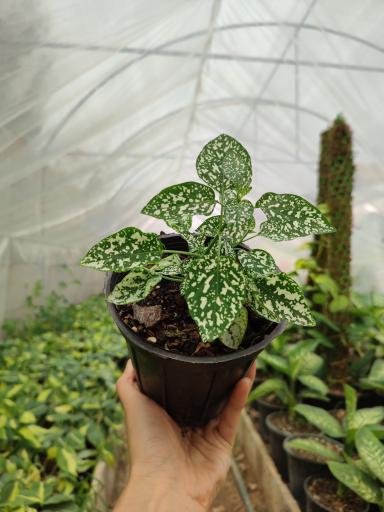 عکس گلخانه راد(گل برف)