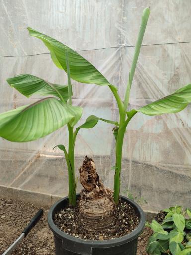 عکس گلخانه راد(گل برف)