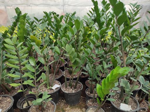 عکس گلخانه راد(گل برف)