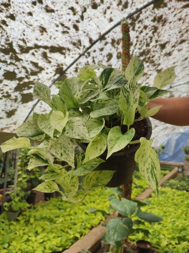 عکس گلخانه راد(گل برف)