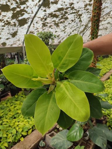 عکس گلخانه راد(گل برف)