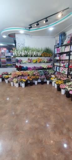 عکس گل ترانه