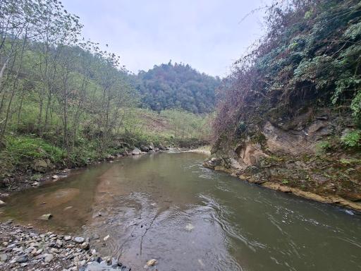 عکس جنگل های جاده پونل به خلخال