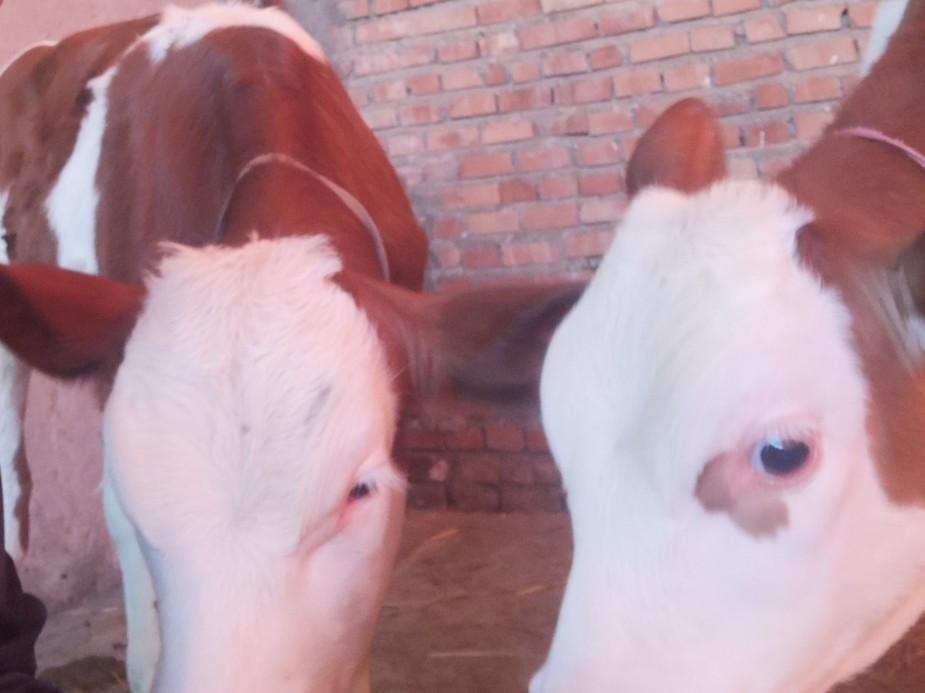 عکس دامداری بخشنده