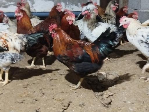 عکس دامداری دادخواه